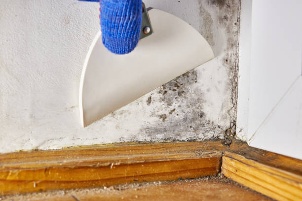 Best Emergency Mold Remediation  in Discovery Bay, CA