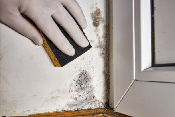 Mold Documentation for Insurance Claims in Discovery Bay, CA